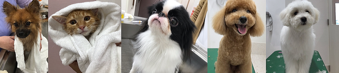 シャンプー